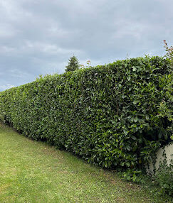 taille-de-haie-saint-cergues